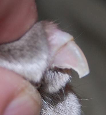 best way to cut cats claws