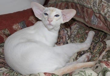 Modern Style Siamese Cat
