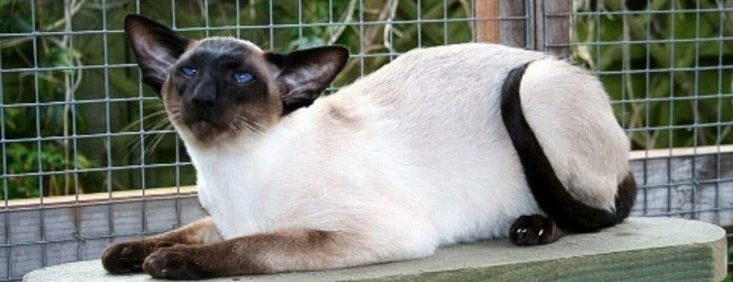 Siamese Cat Breed Profile Are Siamese Cats Good with Children and Dogs