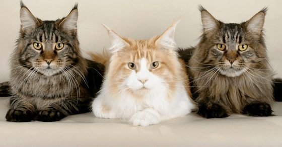 Maine Coon Cat Breed Profile Maine Coon Cat Breed Profile