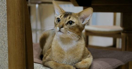 Abyssinian Cat Breed Profile