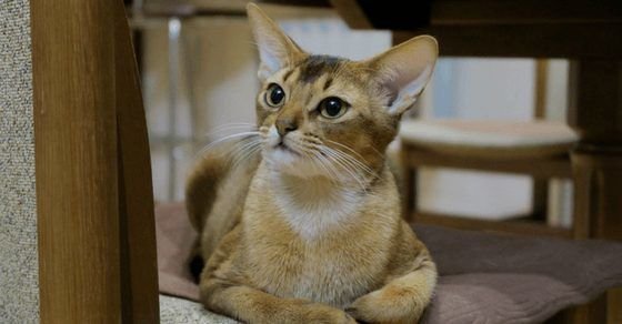 Abyssinian Cat Breed Profile Abyssinian Cat Breed Profile
