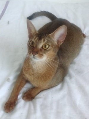 Abyssinian-Cat