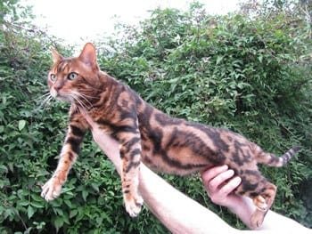 Bengal-cat