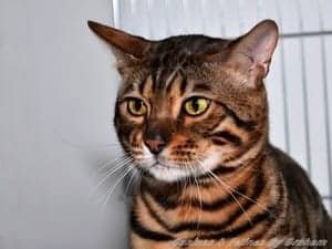 Bengal cat