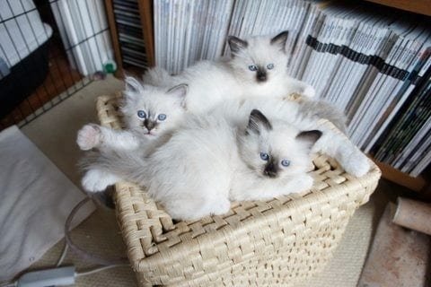 Birman-kittens