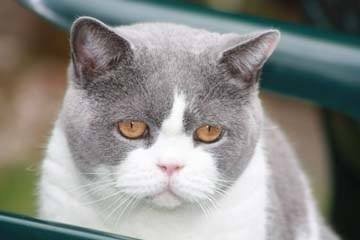 Blue-White-British-Shorthair