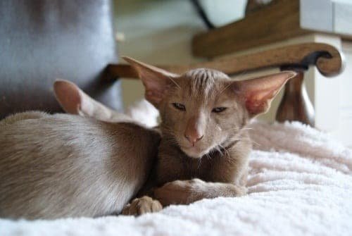 Cinnamon-Oriental-kitten
