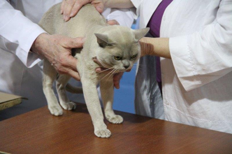 GC-William-The-Sweetie-Charlesbur-Best-Burmese