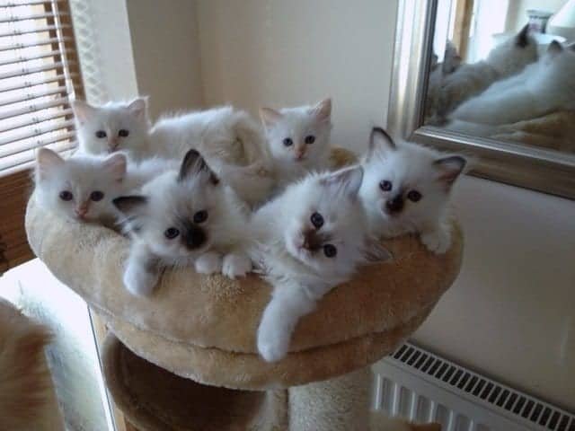 Litter-of-Birman-kitten