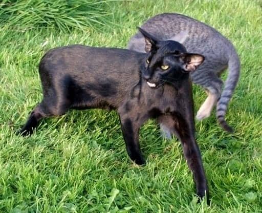 Oriental-Black
