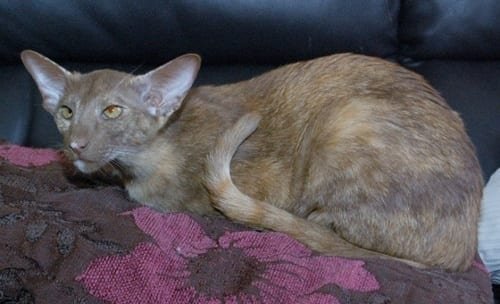 Oriental-Cat