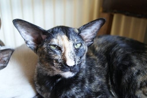 Oriental-Tortie-cat