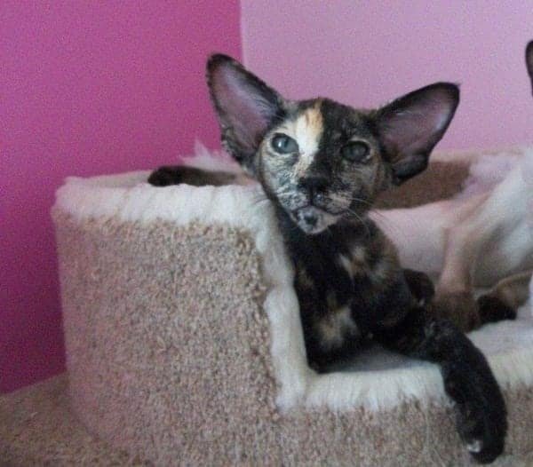 Oriental-Tortie-kitten