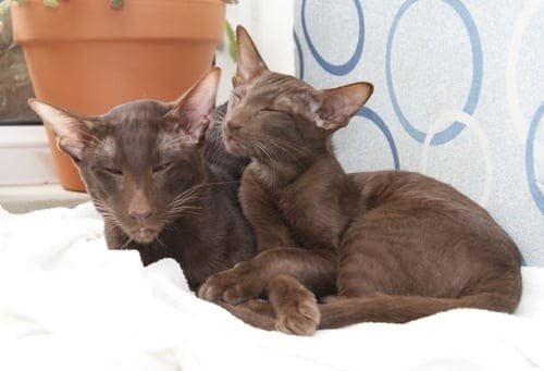 Oriental-cats-and-Kittens
