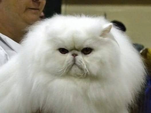 Persian Cat Breed Profile