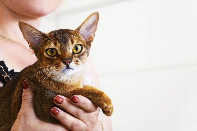 Abyssinian cat