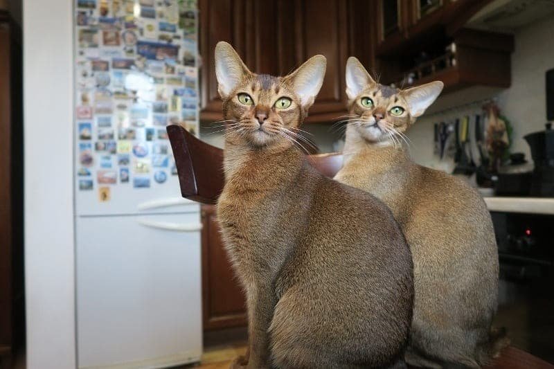 abyssinian cat (7)
