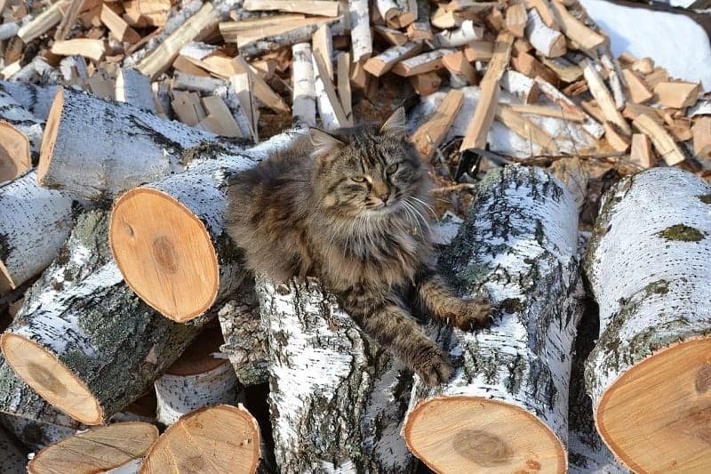 Siberian Cat