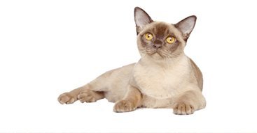 Burmese Cat Breed Profile