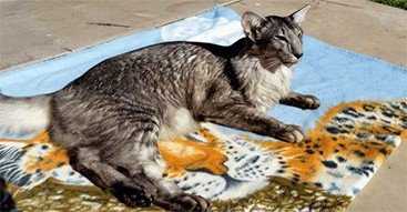 Oriental Cat Breed Profile Oriental Cat Breed Profile