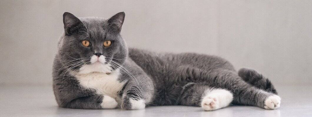 Are British Shorthairs Affectionate Do British Shorthairs meow much
