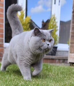 BSH cat