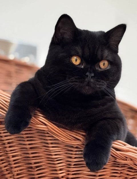 Black BSH cat