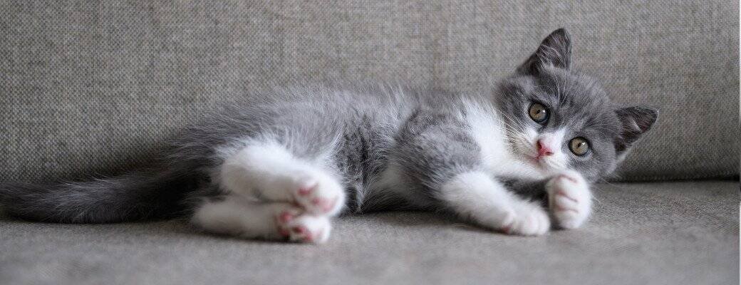 Britis Shorthair inddor cat Best toys for British Shorthair kittens