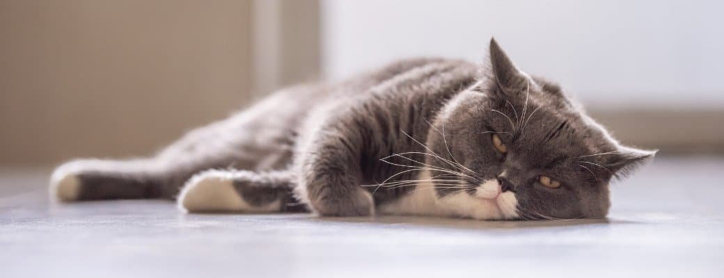 British Shorthair Behaviour Myths British Shorthair with other cats