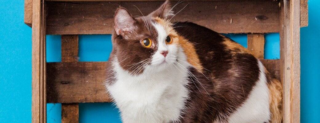 British Shorthair Colours and Patterns Differences between British Shorthair and Ragdoll cats