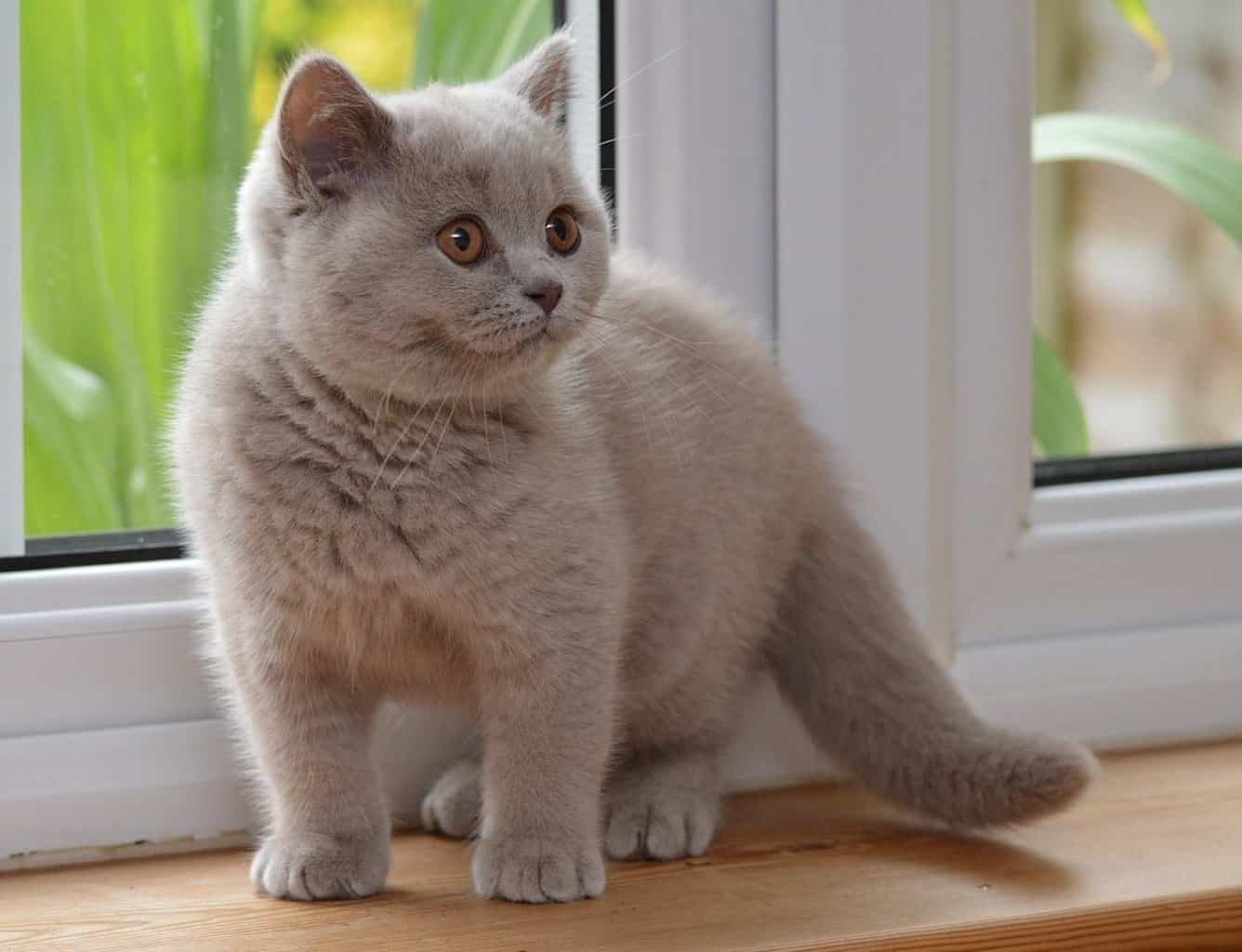 British Shorthair Kitten