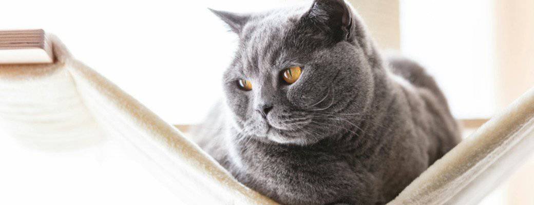 British Shorthair health British Shorthair vs Ragdoll