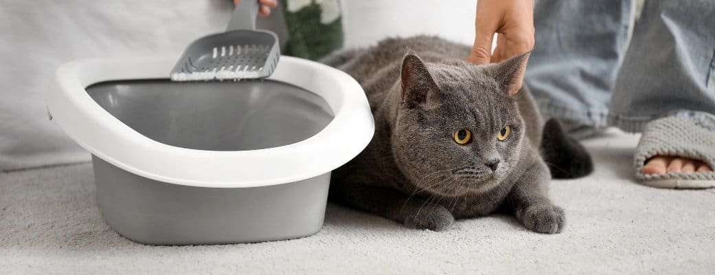 British Shorthair litter training British Shorthair litter training