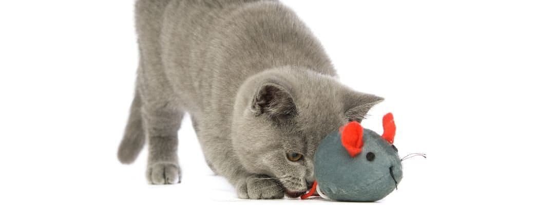 British Shorthair play Can British Shorthairs be alone