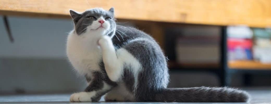 British Shorthair vocalisation British Shorthair independence