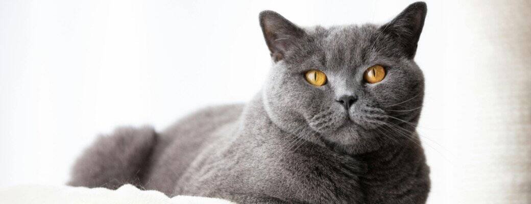 British Shorthair weight Multi-cat homes and British Shorthairs