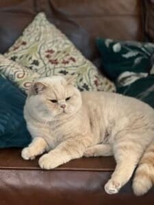 Cream British Shorthair