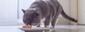 Feeding a British Shorthair