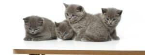 How to Litter Train a British Shorthair Kitten