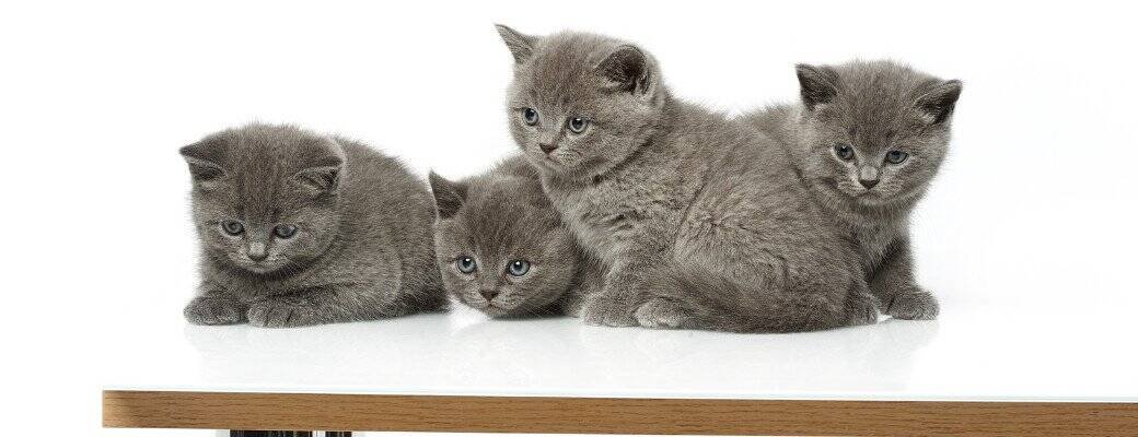 How to Litter Train a British Shorthair Kitten British Shorthair breeders UK