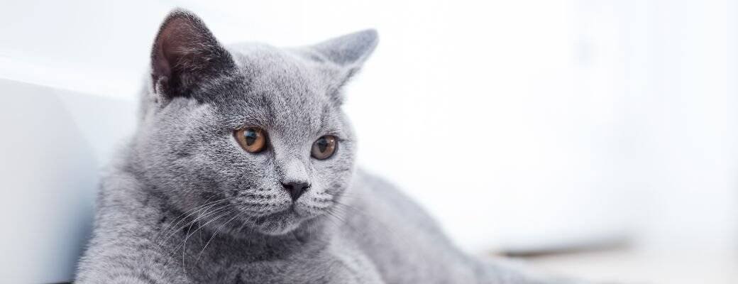 How to find a good British Shorthair breeder Questions to ask a British Shorthair breeder in the UK