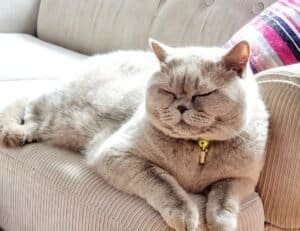 Lilac British Shorthair