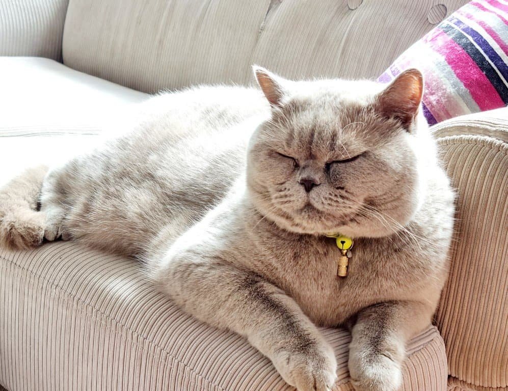 Lilac British Shorthair