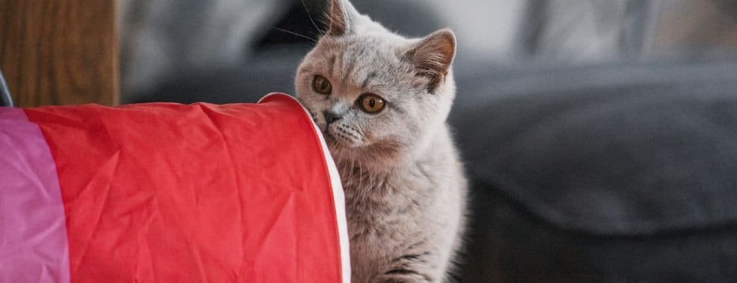 What to buy for a British Shorthair kitten British Shorthair play