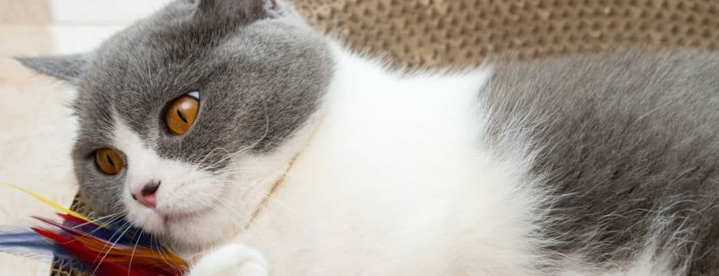 When to neuter a British Shorthair British Shorthair neutering