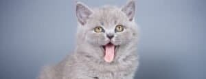 Best Cat Food Bowls UK