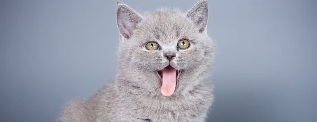 what not to buy for a kitten