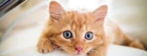 Best Kitten Toys UK