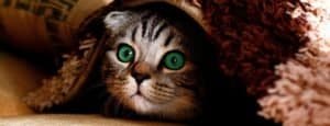 Best Litter Trays for Kittens